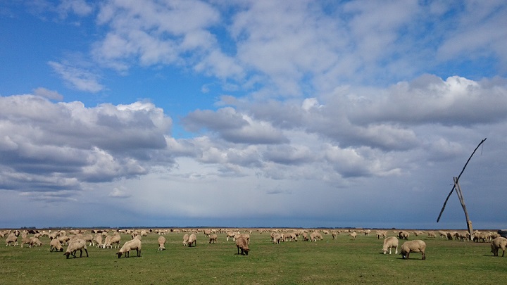 Sheep Grazing in the Puszta Hungary taken by Goran Gugic red