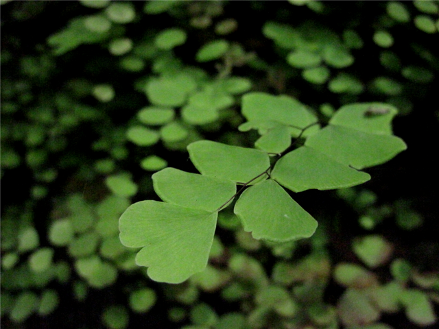 Leaf Flickr Nirmala Narayanan